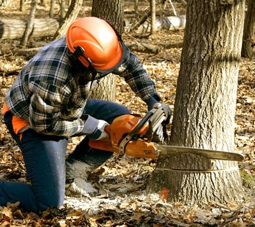 Tree Removal in Leary, GA